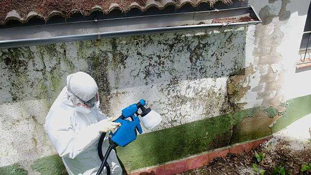 Trusted Mold Inspection service in Clermont, GA - Cheap Mold Removal